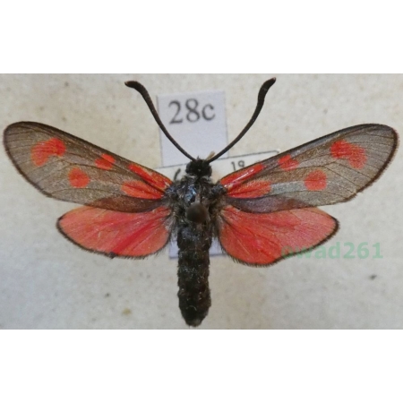 Zygaena filipendulae (Linnaeus, 1758) Kraśnik sześcioplamek Czech28c